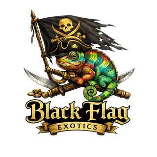 Black Flag Exotics
